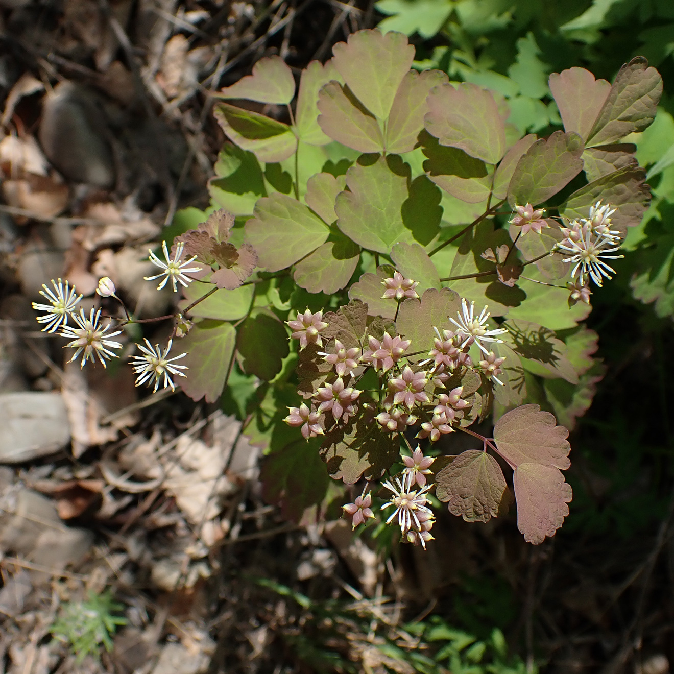 Изображение особи Thalictrum baicalense.