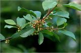 Frangula alnus. Верхушка ветви с соцветиями и листьями. Московская обл., Раменский р-н, окр. дер. Хрипань, садовый участок. 05.06.2026.
