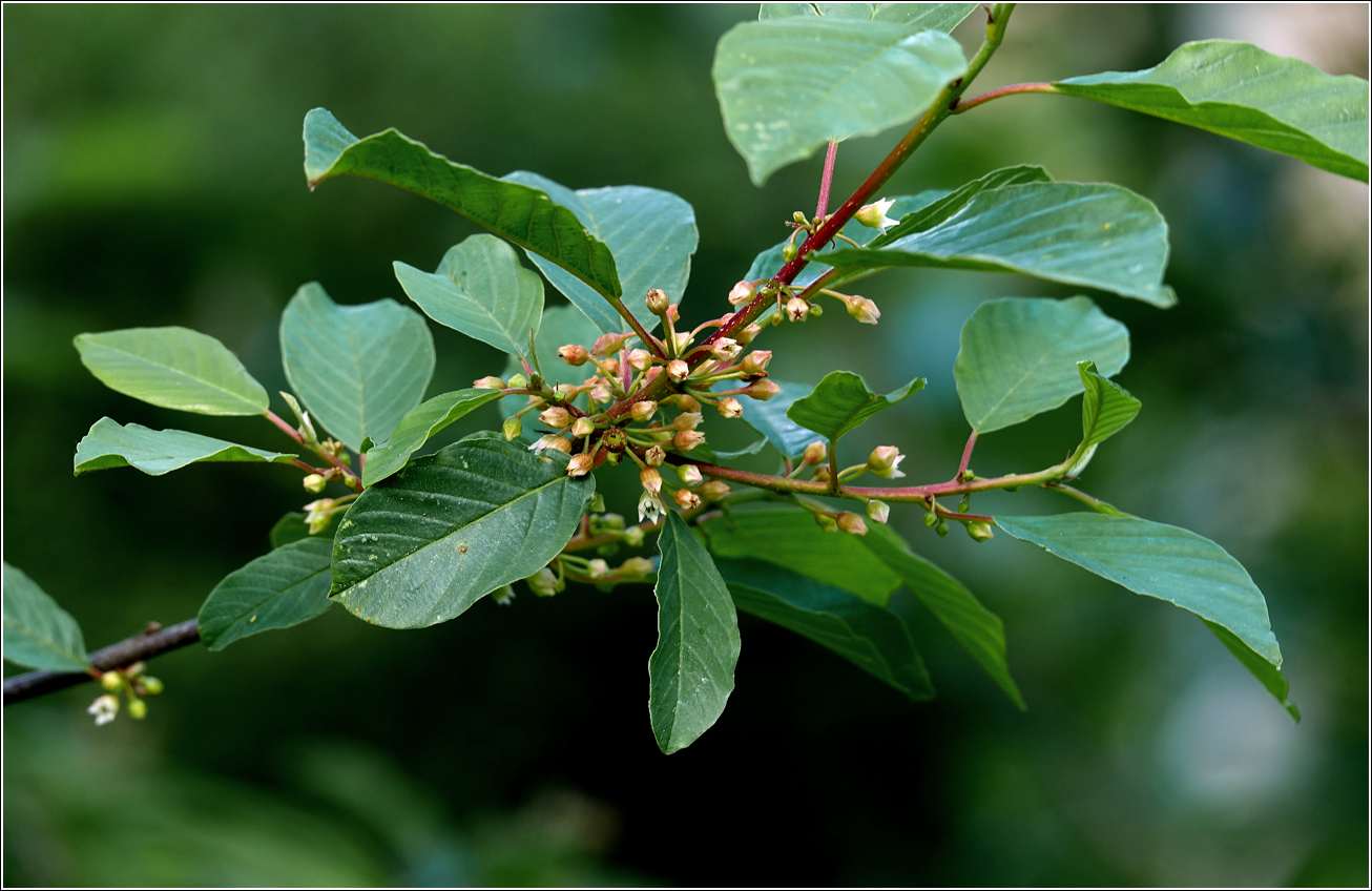 Изображение особи Frangula alnus.