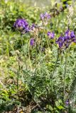 Oxytropis owerinii. Цветущие растения. Кабардино-Балкария, Чегемский р-н, дол. р. Чегем, надпойменная луговая терраса. 02.08.2026.