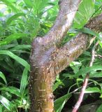 Nothofagus antarctica