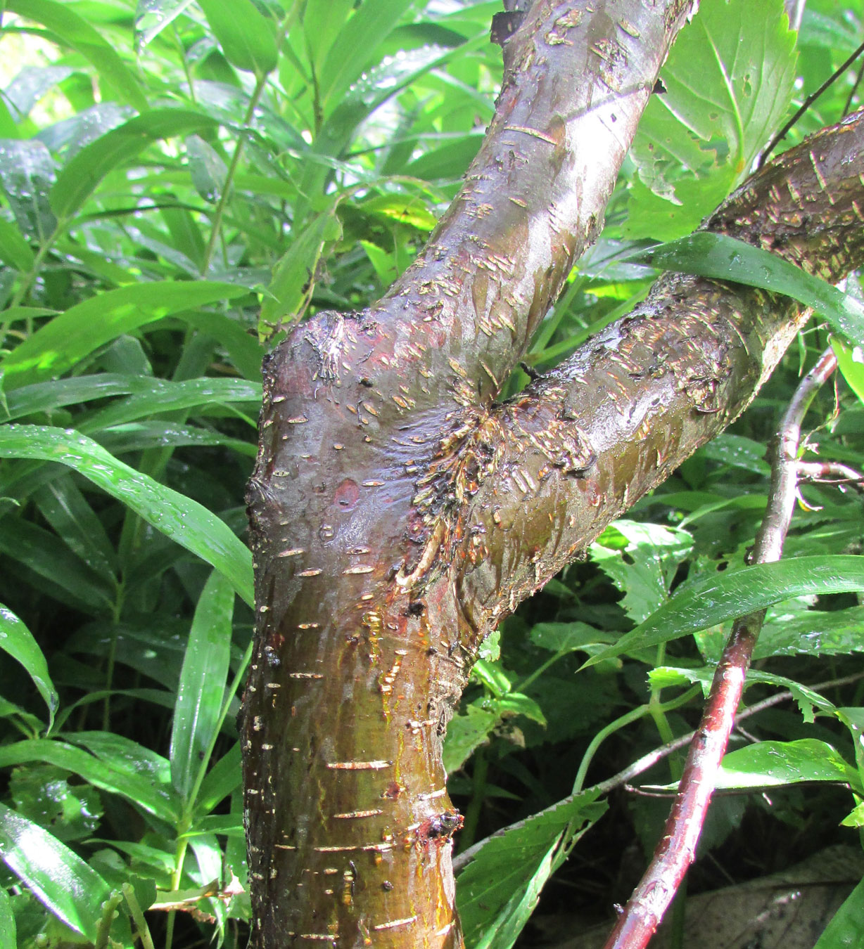 Image of Nothofagus antarctica specimen.