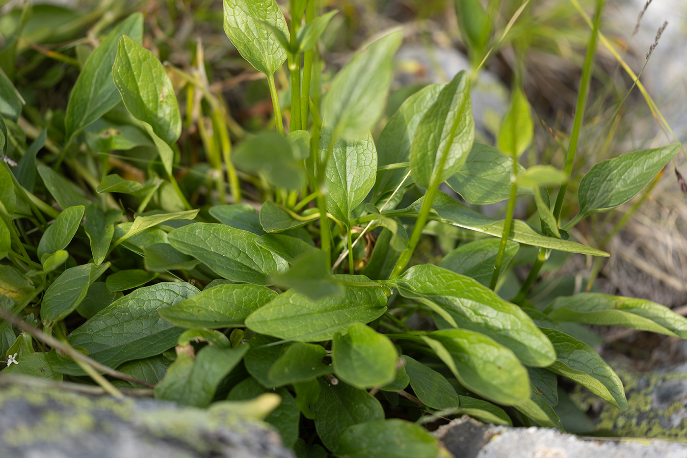 Изображение особи Valeriana alpestris.