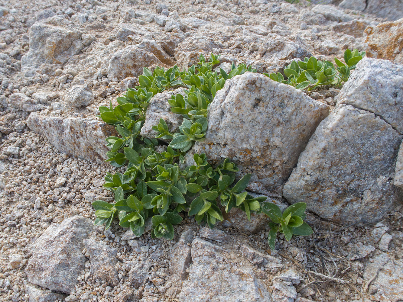 Image of familia Caryophyllaceae specimen.