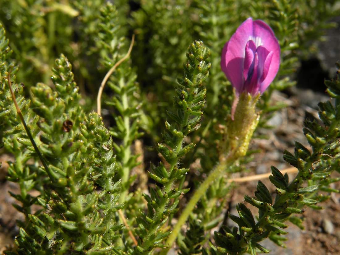 Изображение особи Oxytropis trichophysa.