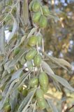 Elaeagnus littoralis