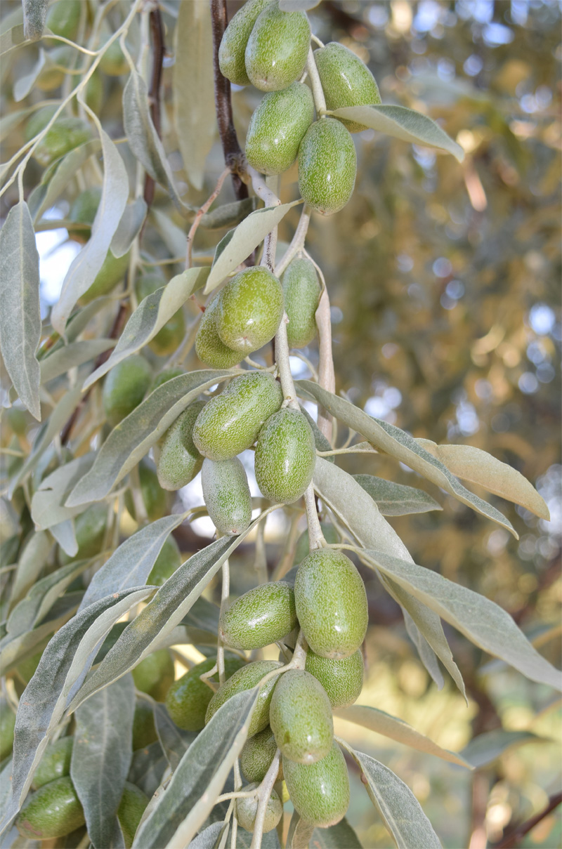 Изображение особи Elaeagnus littoralis.