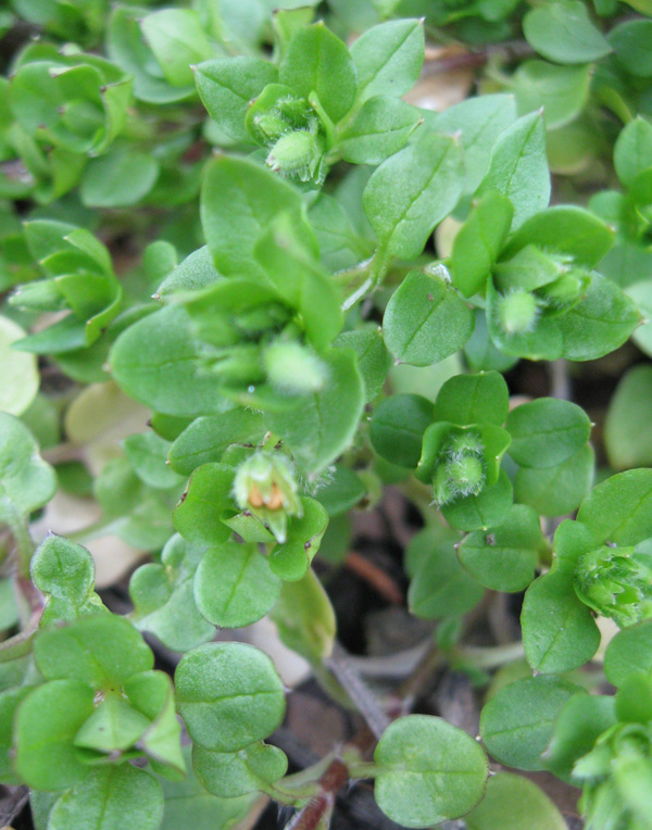 Изображение особи Stellaria pallida.