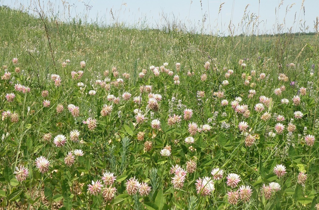 Image of Trifolium ambiguum specimen.