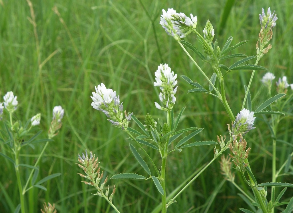 Image of Trigonella procumbens specimen.