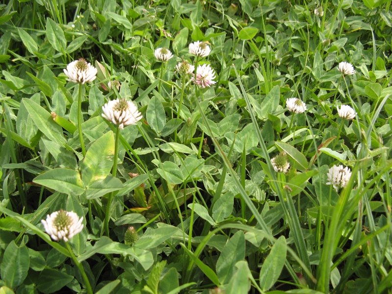 Image of Trifolium ambiguum specimen.