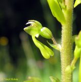 Listera ovata. Цветок (виден характерный признак вида - тупые лопасти губы венчика). Украина, Ивано-Франковская обл., Надворнянский р-н, с. Максимец, луг возле Горганского лесничества. 16 июня 2011 г.