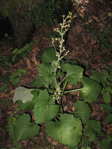 Image of Adenocaulon adhaerescens specimen.