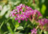 Silene armeria