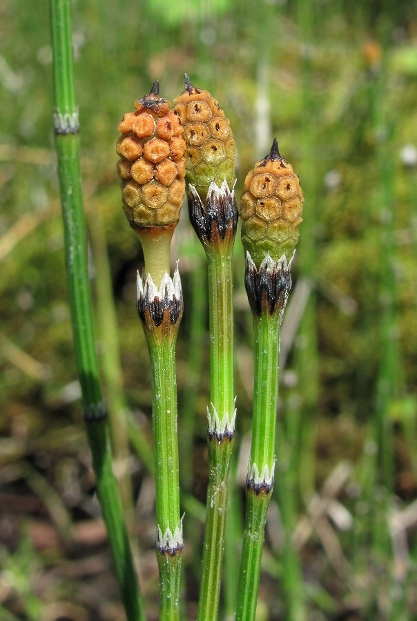 Изображение особи Equisetum variegatum.