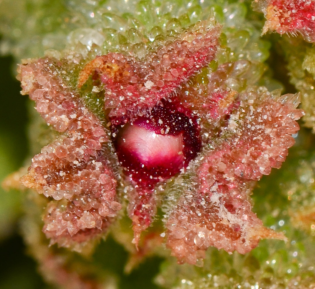 Изображение особи Mesembryanthemum crystallinum.