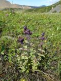 Bartsia alpina. Цветущие растения. Полярный Урал, долина Малой Лагорты. 06.08.2011.