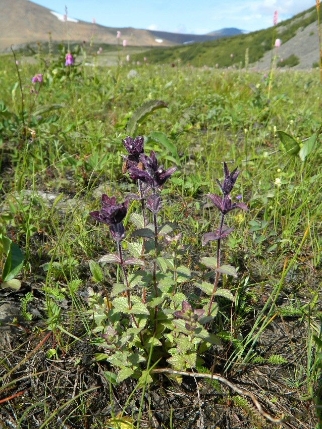 Image of Bartsia alpina specimen.