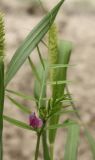 Vicia angustifolia