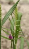 Vicia angustifolia. Верхушка цветущего растения. Белгородская обл., окр. пос. Борисовка, усадьба заповедника \"Белогорье\", на песчаной дорожке. 30.06.2011.