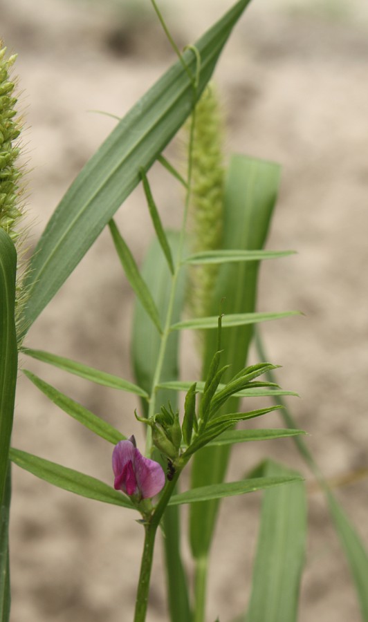 Изображение особи Vicia angustifolia.