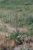 Eremurus olgae