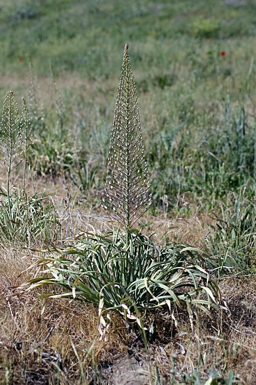 Изображение особи Eremurus olgae.