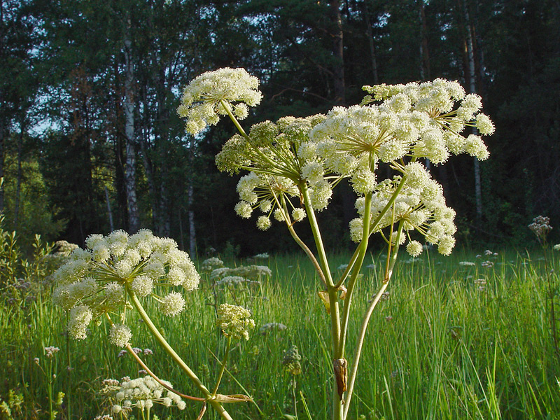 Изображение особи Angelica sylvestris.