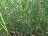 Equisetum variegatum