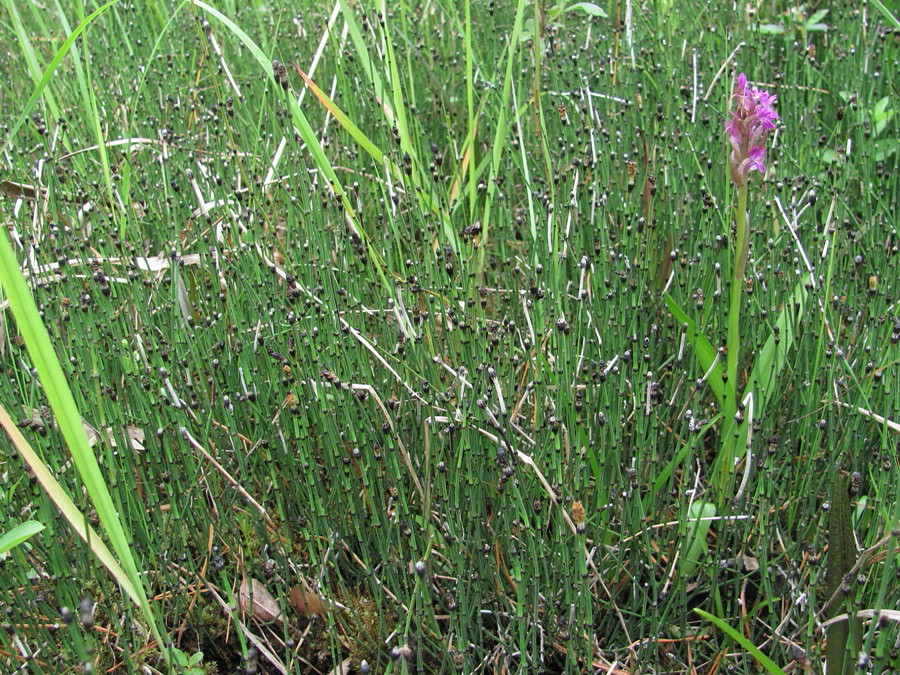 Image of Equisetum variegatum specimen.