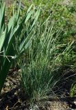 genus Festuca