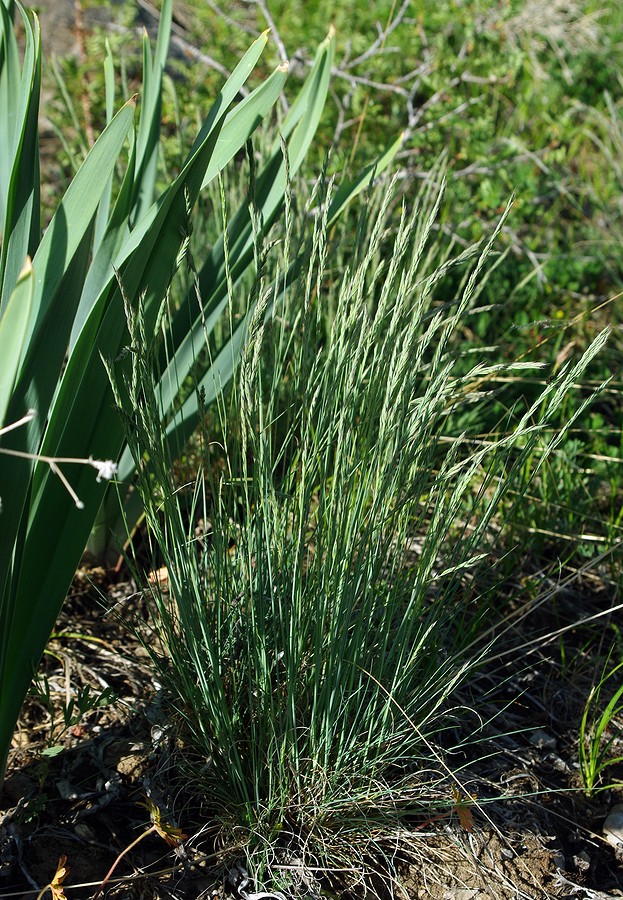 Изображение особи род Festuca.