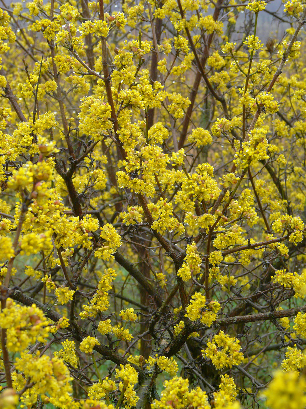 Image of Cornus mas specimen.