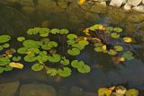 genus Nymphaea