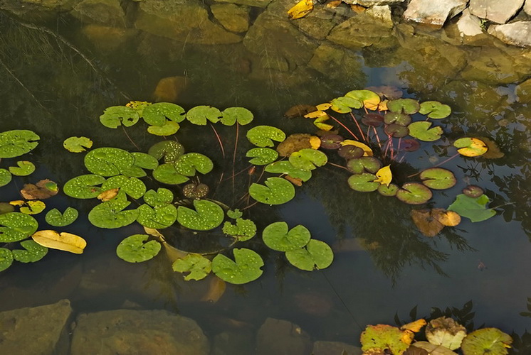 Изображение особи род Nymphaea.