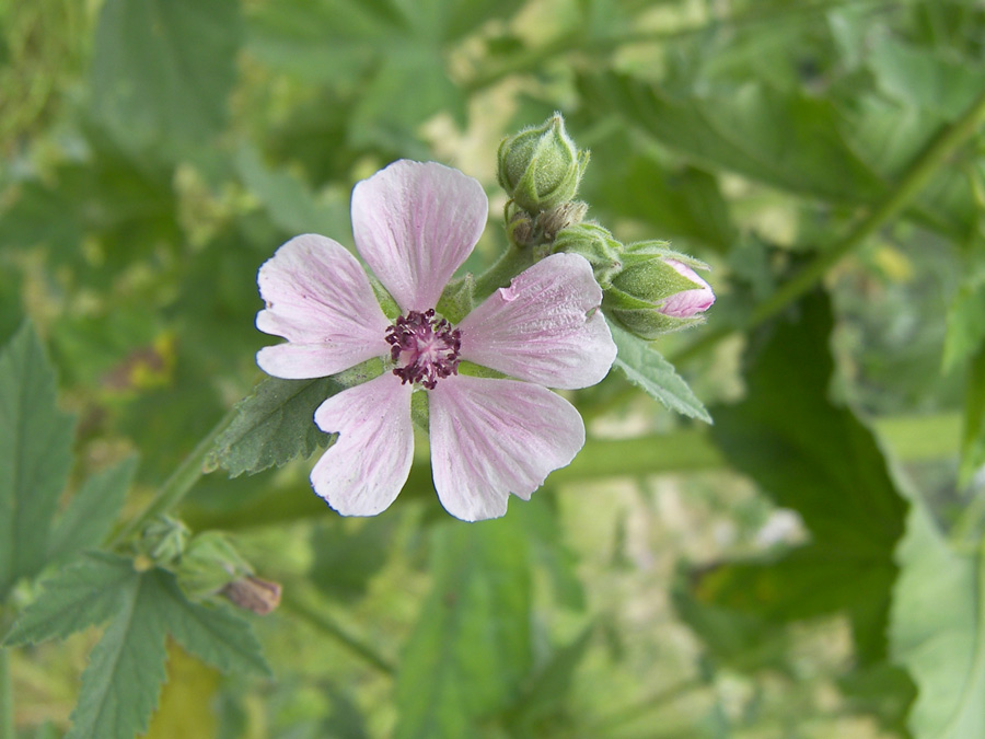 Image of Althaea armeniaca specimen.