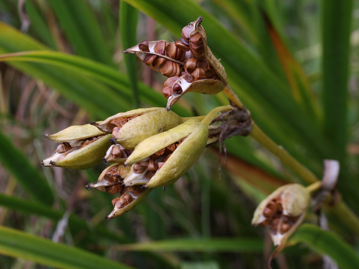 Image of Iris pseudacorus specimen.