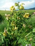 Astragalus propinquus