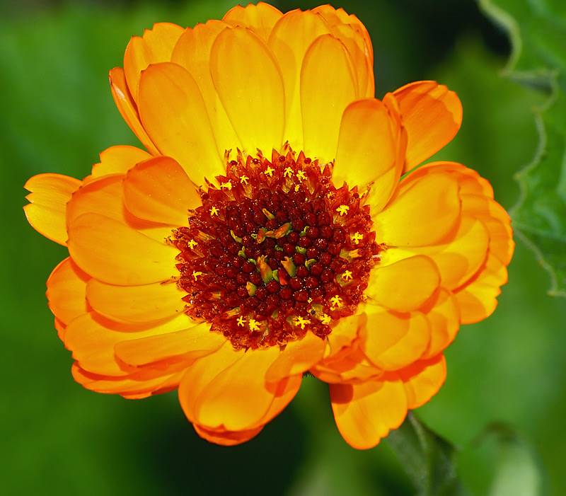 Image of Calendula officinalis specimen.