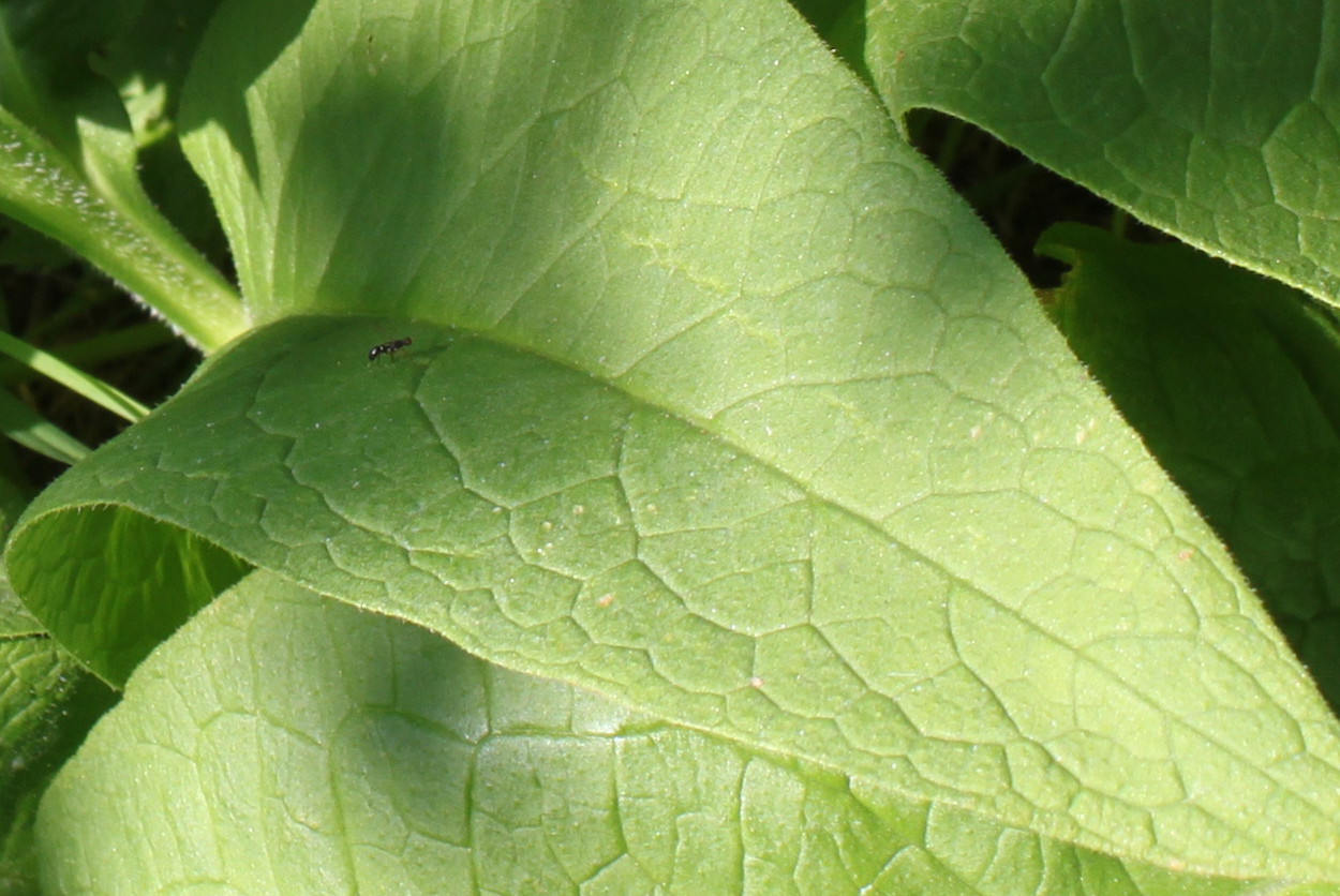 Image of Symphytum officinale specimen.