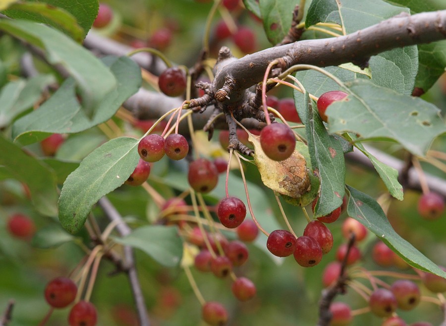 Изображение особи Malus mandshurica.