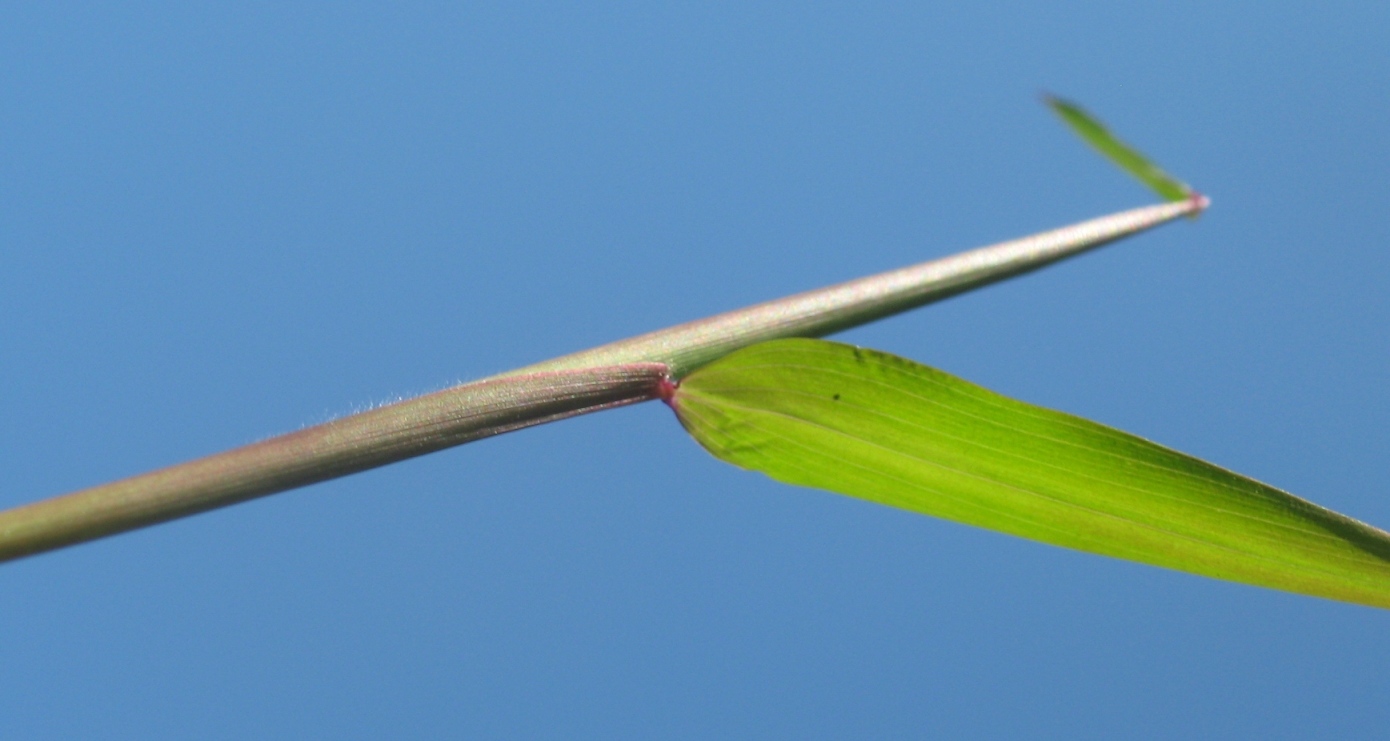 Image of Microstegium vimineum specimen.