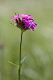 Dianthus andrzejowskianus. Верхушка растения с соцветием. Ростовская обл., Октябрский р-н, ГПП \"Персиановская степь\", склон правого берега р. Аюта. 01.06.2011.