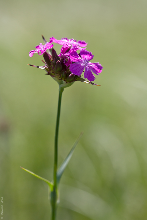 Image of Dianthus andrzejowskianus specimen.