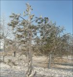 Pinus pallasiana. Взрослые деревья, покрытые с наветренной стороны коркой льда. Черноморское побережье Кавказа, г. Новороссийск, в культуре. 8 февраля 2012 г.