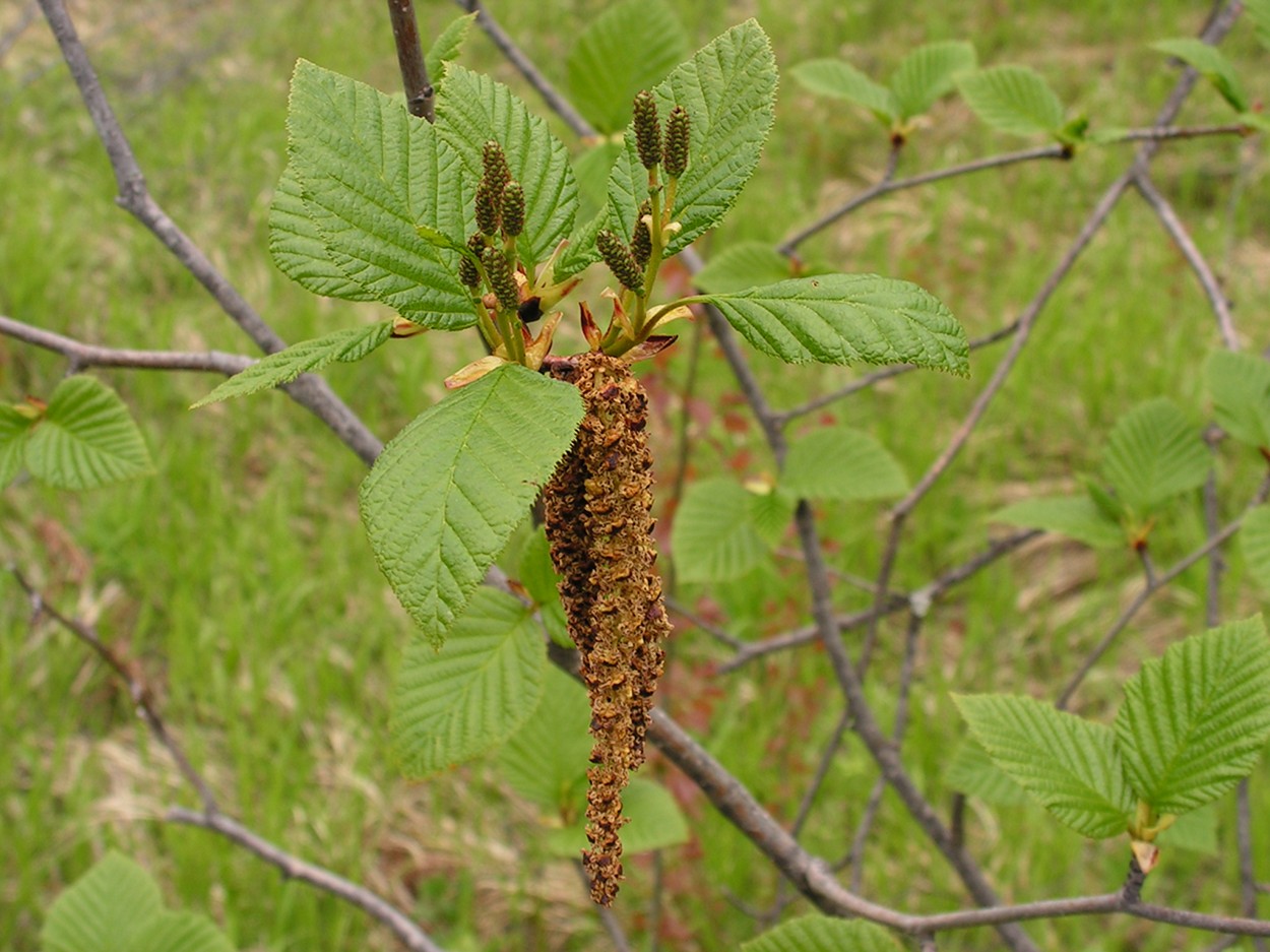 Изображение особи Duschekia fruticosa.