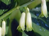 Polygonatum multiflorum. Соцветие. Московская обл., дачный участок. 14.06.2004.