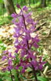 Orchis mascula. Соцветие. Крым, гора Северная Демерджи, западный склон, дубовый лес. 2 мая 2012 г.