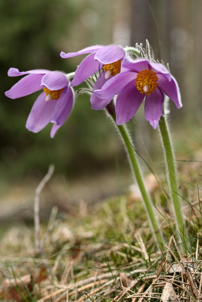 Image of Pulsatilla patens specimen.