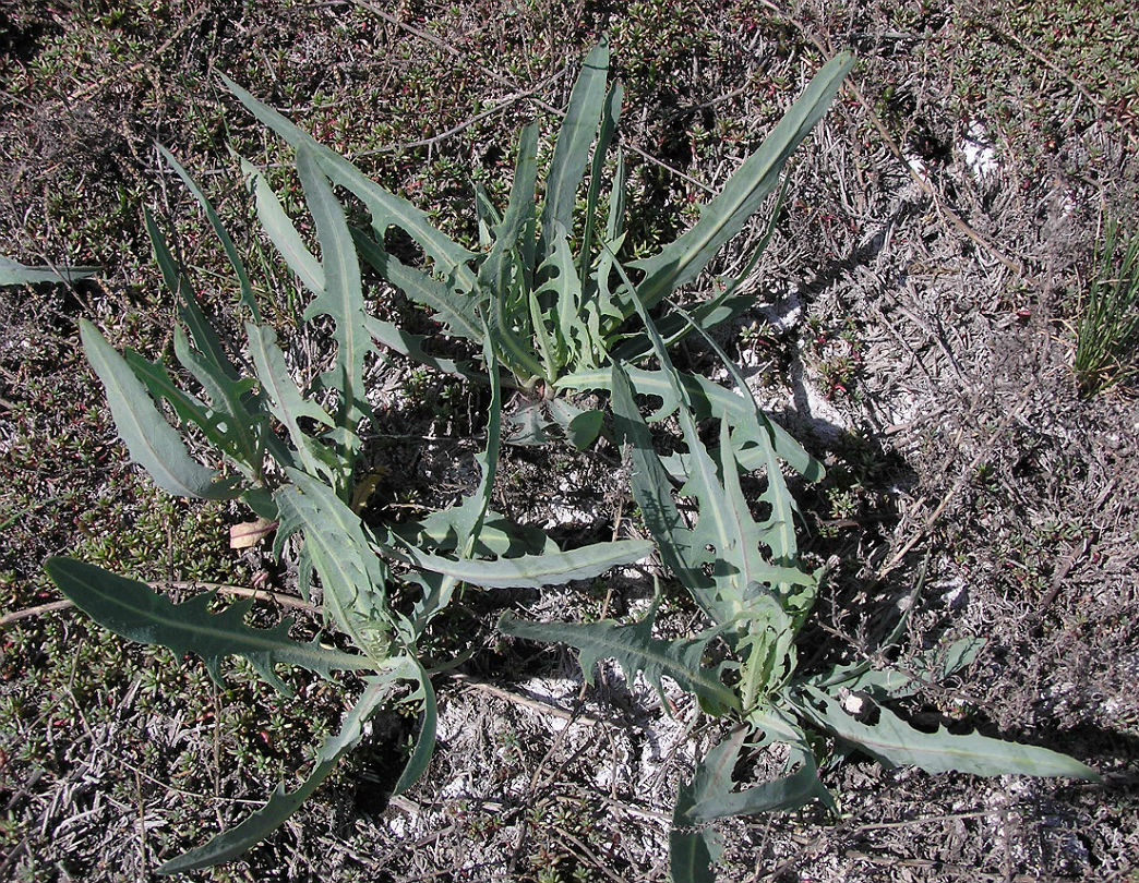 Изображение особи Lactuca tatarica.